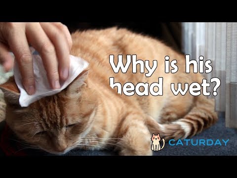 Drying off a wet cat head | Caturday 13