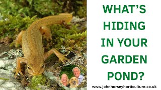 WILDLIFE SECRETS HIDDEN IN OUR SPRING GARDEN POND!