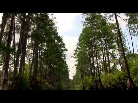 Stunning Weekend in a Swamp - Okefenokee | ADVENTURE KATZ