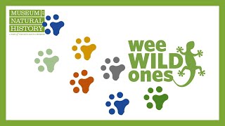 Download Lagu Tracks - Wee Wild Ones on the Web (Season 1, Episode 5) Thumbnail