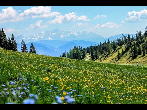 Relaxing Meadow with Ambient Nature Sounds, Wildflowers, and Mountain View