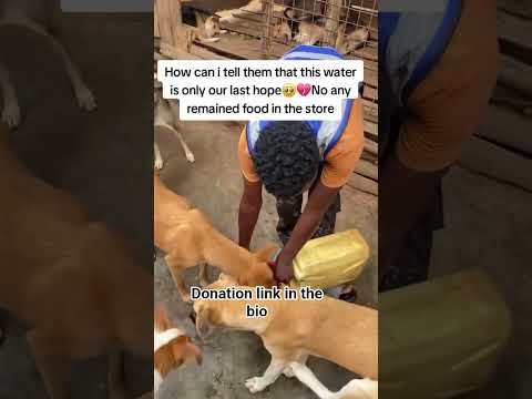 Trying to raise $69 for my dog’s food. Even $1 helps 🐶🙏 #rescuedog #donate #rescuedog#dogmeals