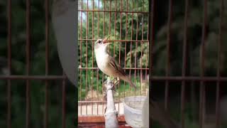 Download lagu Kerak basi Gacor Sinchan mp3