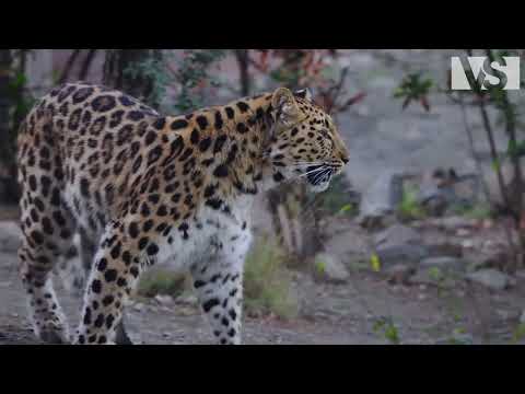 DIVOKÉ RUSKO | Kde vrcholoví predátoři vládnou severu – Přírodopisný dokument