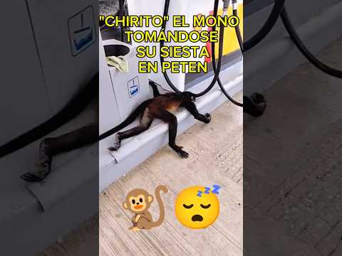 "Chirito" el mono tomando su siesta dramática en Petén 🐒😴