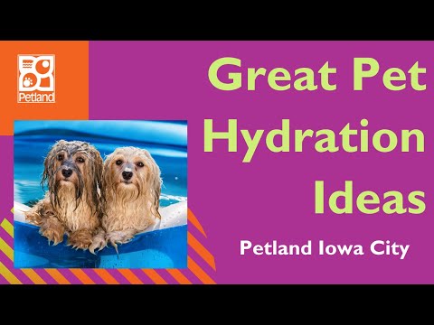 Great Pet Hydration Ideas