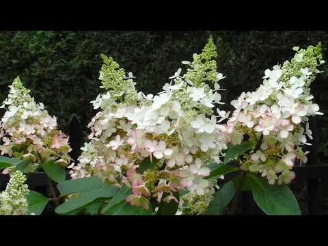 Pejzaże harasymowiczowskie