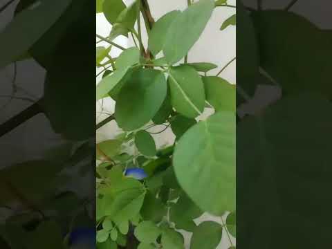 sanku pushpalu#sricharan #ytshorts #flowers