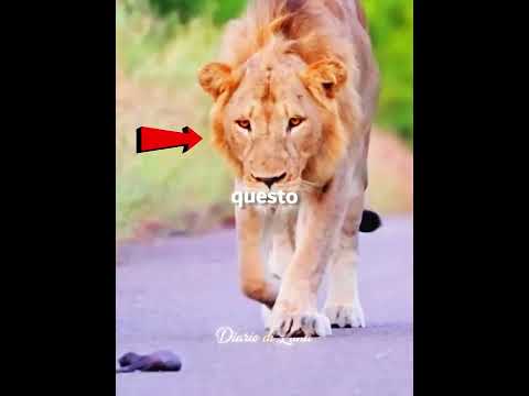 Il Leone Che Ha Salvato un Cucciolo Indifeso 🦁❤️