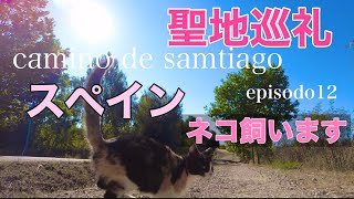 2021年［聖地巡礼］山道に山猫。それは立ち止まるの必須です。スペイン、カミーノデサンティアゴ#12