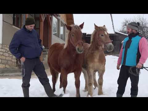 Manzele lui Tudor de la Calata, Cluj - 2026 Nou!!!