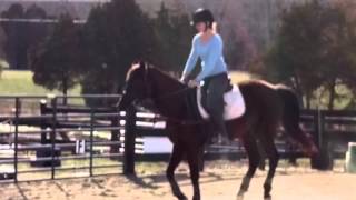 preview picture of video 'Revel's first canter off the lunge!'