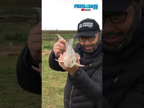 ¡IMPOSIBLE NO PESCAR EN BARADERO! #pesca #fishing #shorts