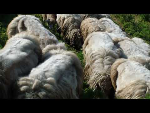 Belleja e Selmit 2017 Bjeshka e Rastavices ( Pjesa 11 )