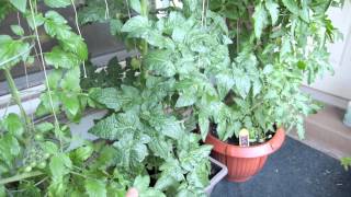 Container Gardening Season 4 - Week 8: So Many Tomatoes!