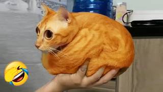 【可愛くて面白い】犬と猫の動画で今日も笑顔に😊😹🐶 P2