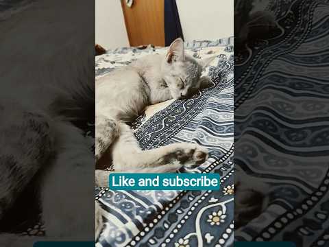 Sukh ki nind 😴 bhi bahut jaruri hai 👉😺🐾jese ye😺🐾🐾 Dimpy#catvideos #funny #sleeping time