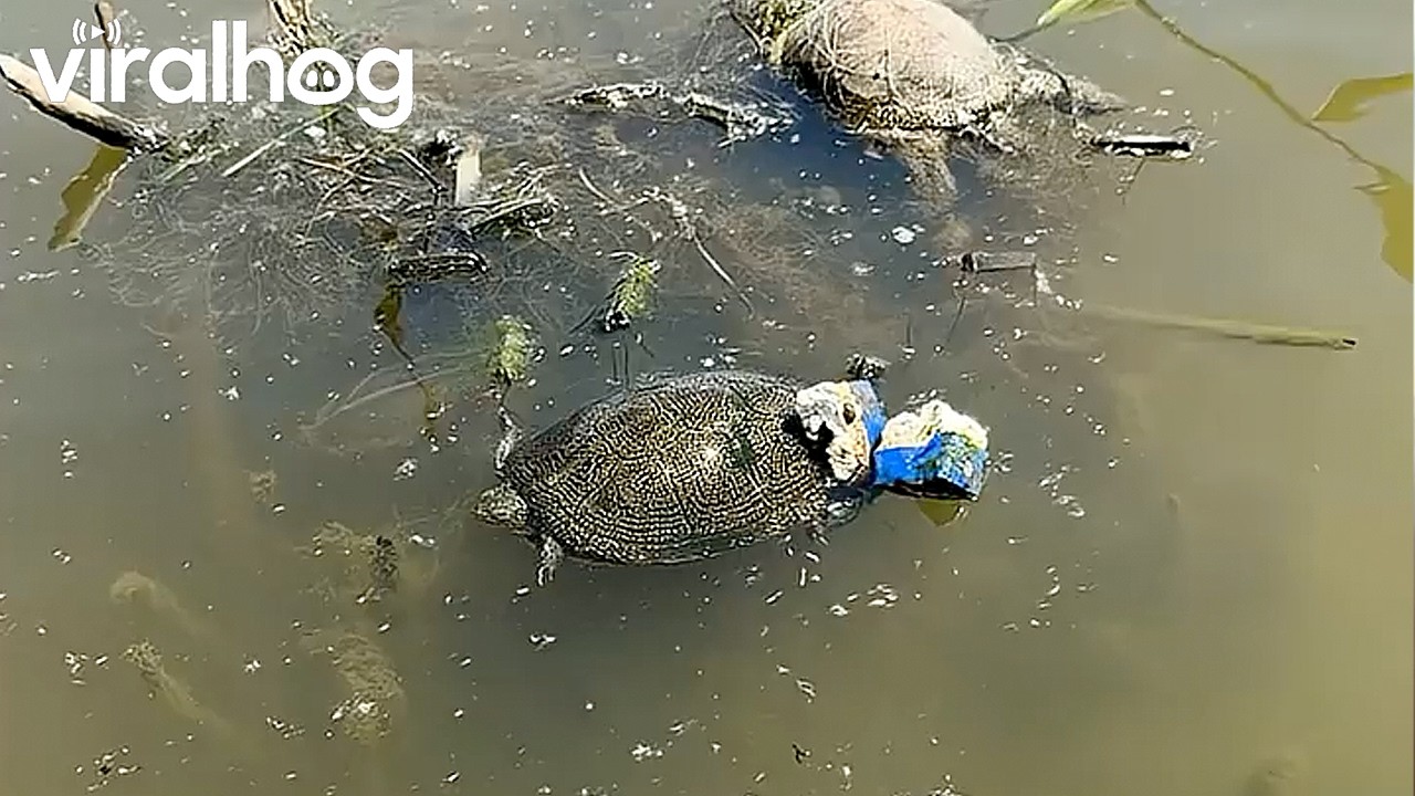 Rescuing a Turtle Entangled in a Net || ViralHog