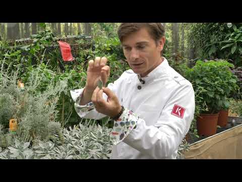 Koppert Cress Tour with Marcel Thiele