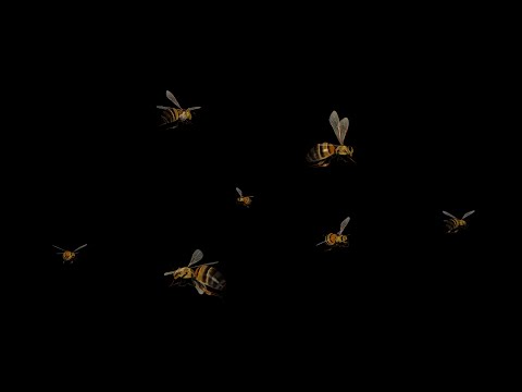 Bee Swarm - Flying Loop
