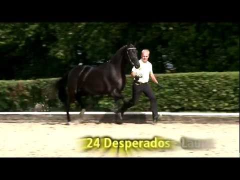 Hannoveraner Hengstkörung und Hengstmarkt - Hanoverian Stallion Licensing and Sales