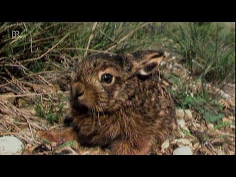 Wieder mehr Feldhasen dank Trockenheit? | BR24