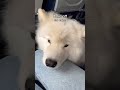 What Would You Do If My Dog Was On Your Flight Dog Samoyed Shorts Servicedog