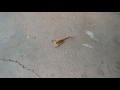 The scorpions are out (check your shoes before you put them on)