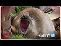 SNEAK PEEK There S Something About Neil The Seal 60 Minutes Australia