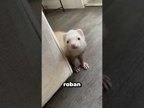 Antes de tener un hurón, necesitas saber ESTO