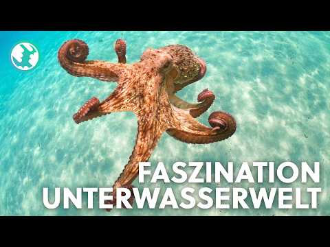 2+ Stunden Faszination Ozean: Die geheimnisvolle Welt der Meeres-Giganten