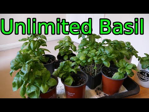 How to Grow More Basil Than You Can Use in No Time