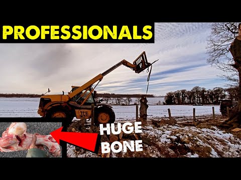 TREE SURGEONS | OLD TRACTOR | SNOW CLEARING #CRAWFORDFARMS #220