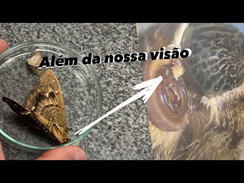 Através de um estereoscópio. O que é isso?