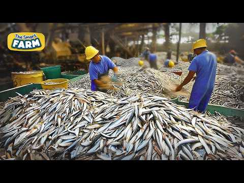 How MILLIONS of Sardines Are Canned in Just 24 Hours! Amazing Automated Sardines Production!