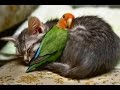 animal-friendship-25-05-2017