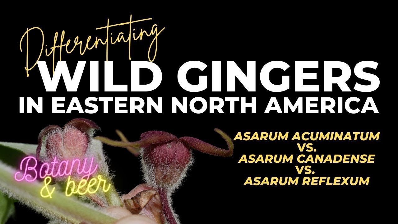 Eastern Wild Ginger - Asarum canadense complex