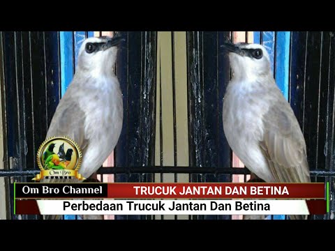 Jantan Novyj Trend Smotret Onlajn Na Sajte Trendovi Ru