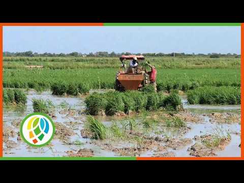 Extienden siembra de arroz en Pinar del Río como parte del proyecto de colaboración Cuba- Vietnam