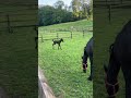 Filly Friesian For sale 2026 Black