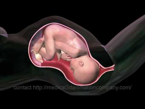 childbirth normal labor delivery 3d medical animation company healthcare 3d visualization san antoni