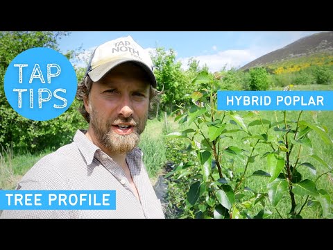 TREE PROFILE - HYBRID POPLAR |  USE & PROPAGATION