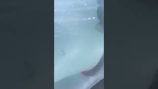 Download lagu Finally Channa Barca 33 Million has arrived 🤩 @GiovandiSuhendi #channa #channafish #channabarca mp3