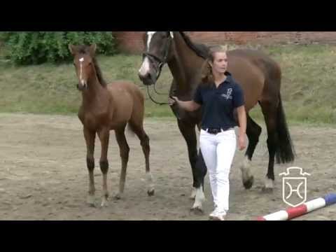 Stutfohlen v. Cash and Carry - Lord - Roland