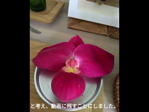 園芸 フラグミペディウム 'メモリア ディック クレメンツ'