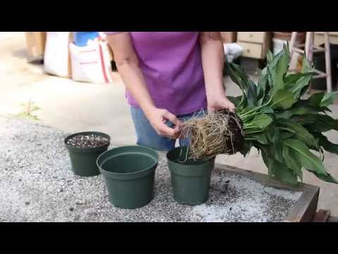 download lagu mp3 mp4 Repotting Peace Lily Dying, download lagu Repotting Peace Lily Dying gratis, unduh video klip Repotting Peace Lily Dying