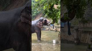 Download lagu අයියෝ.. ඔච්චර ලොකු ඇගක් තියාගෙනත් අත්තක් කඩාගන්න බැයිදෝ 🫣😂❤️ | Raju ✨ #elephant #shortvideo mp3