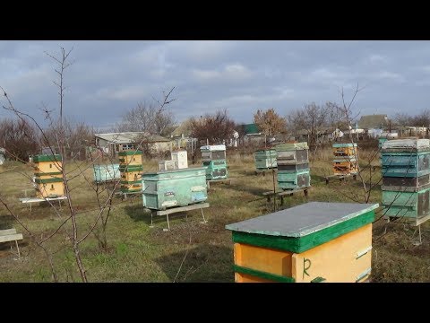 С Новым Годом ПЧЕЛОВОДЫ !!! обзор зимнего точка