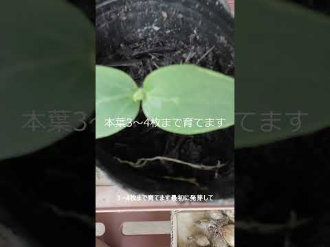 苗が枯れるのを防ぐにはどうすればよいですか？発芽した植物が剛性を欠いて倒れた場合はどうすればよいですか？  庭園