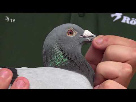 SG Tim und Uwe Müller – Röhnfried Racing Team 2017